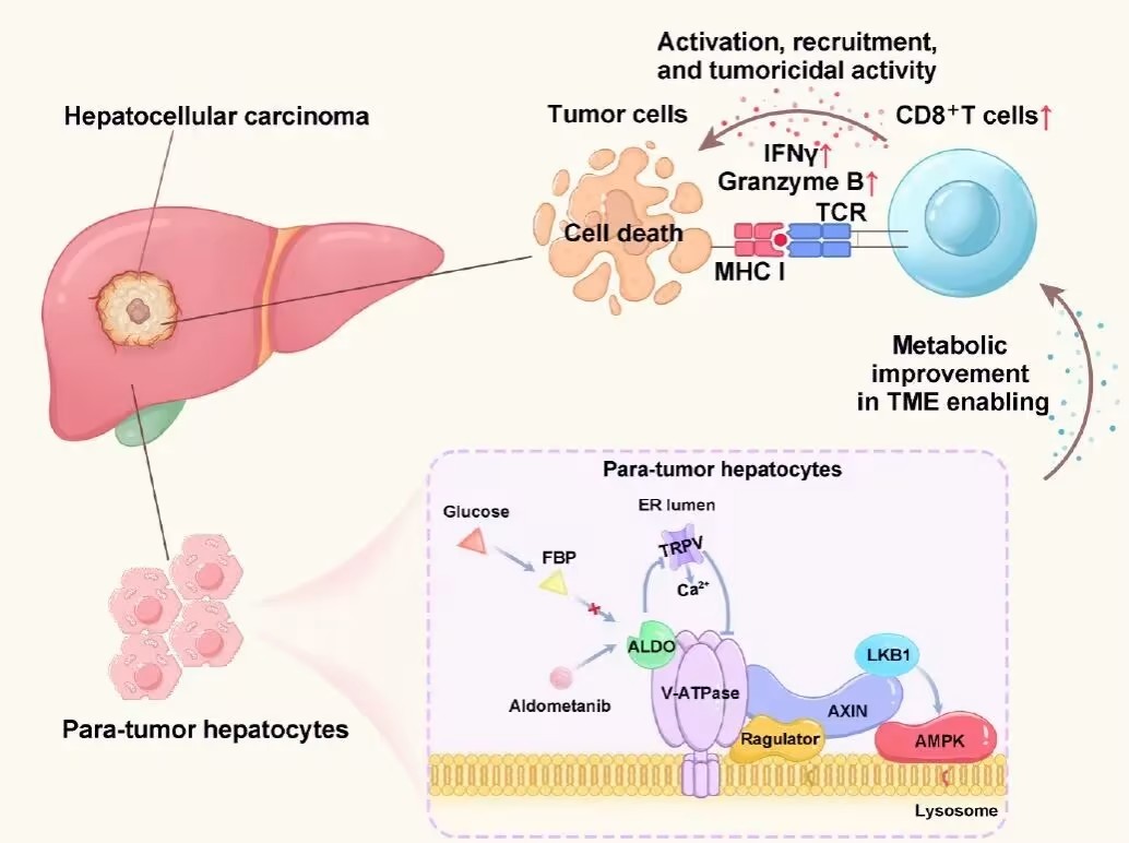 1764732717407912.jpg 2.jpg